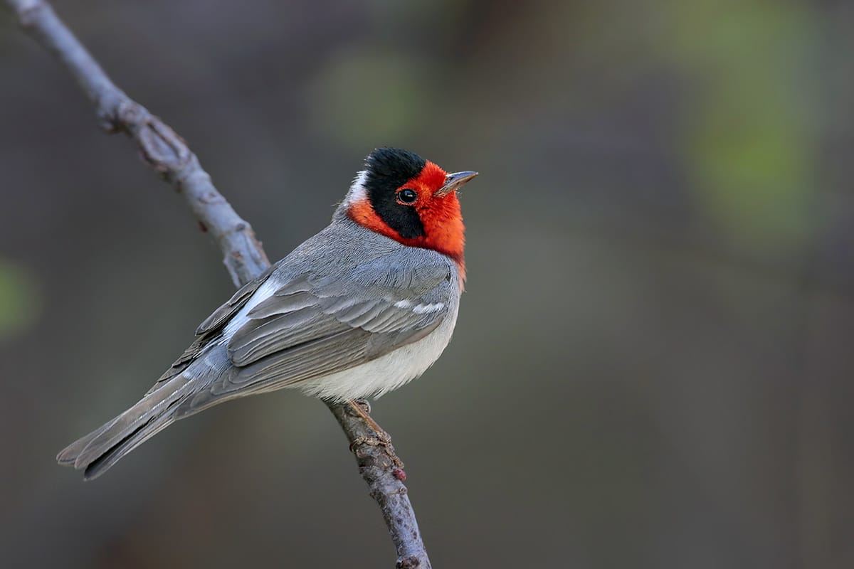 Red-faced Warbler by Greg Lavaty