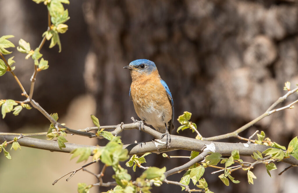 Azure Eastern Bluebird, photo by Bill Bouton
