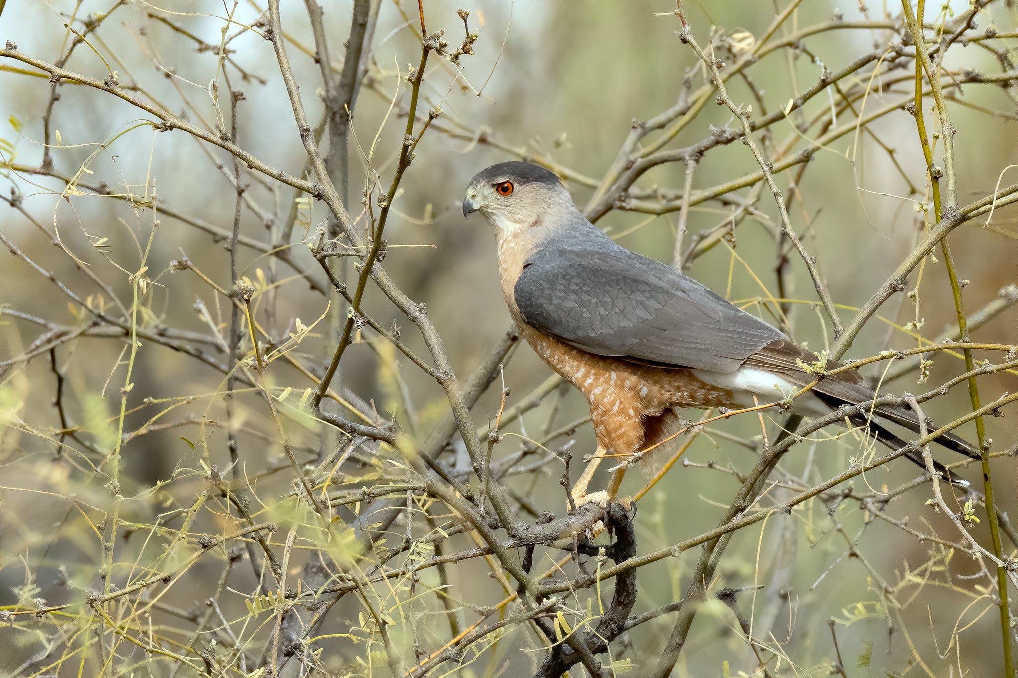 Cooper S Hawk ⋆ Tucson Audubon