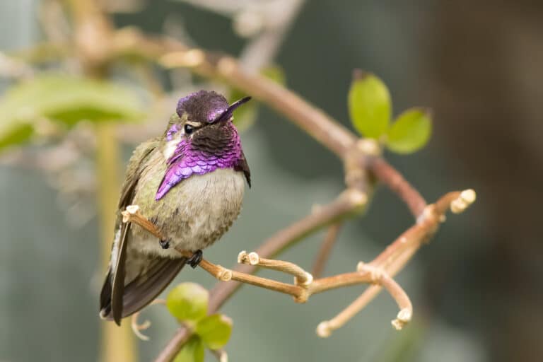 Costa's Hummingbird, photo by Mick Thompson