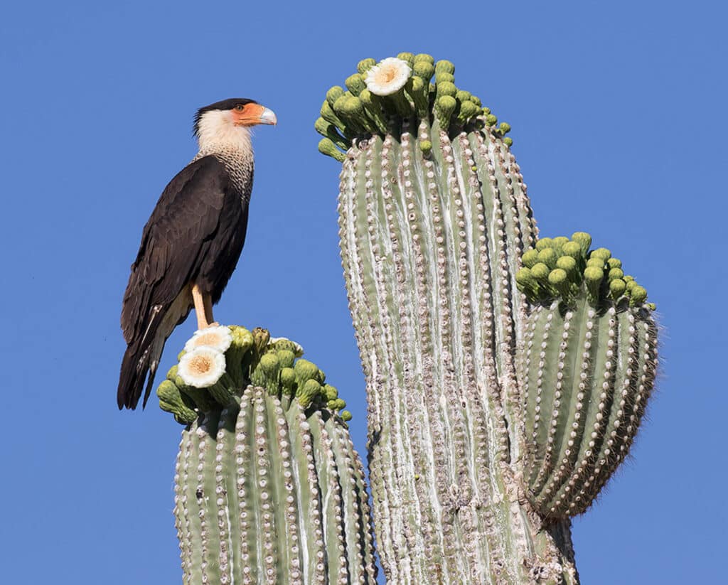 Crested Caracara, photo by Ned Harris
