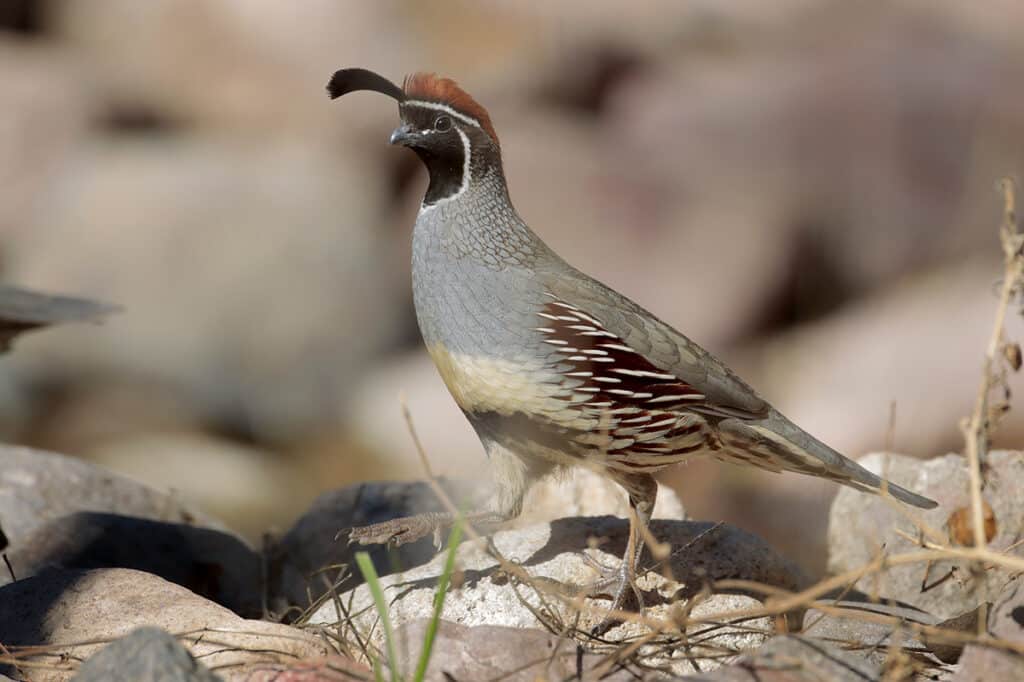 Gambel's quail, photo by Greg Lavaty