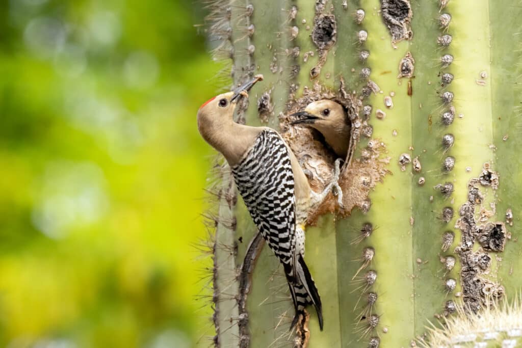 Gila Woodpecker, photo by Mick Thompson