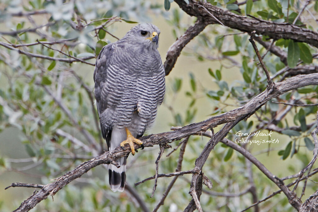 Gray Hawk, photo by Bryan J Smith