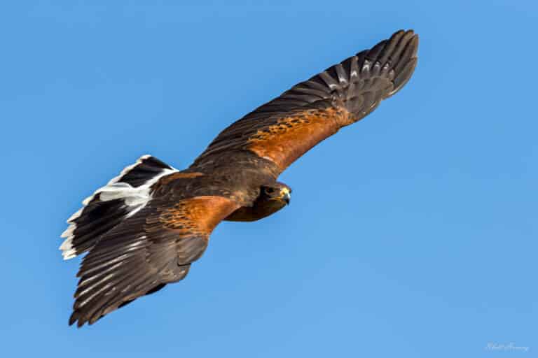 Harris's Hawk, photo by Rhett Herring