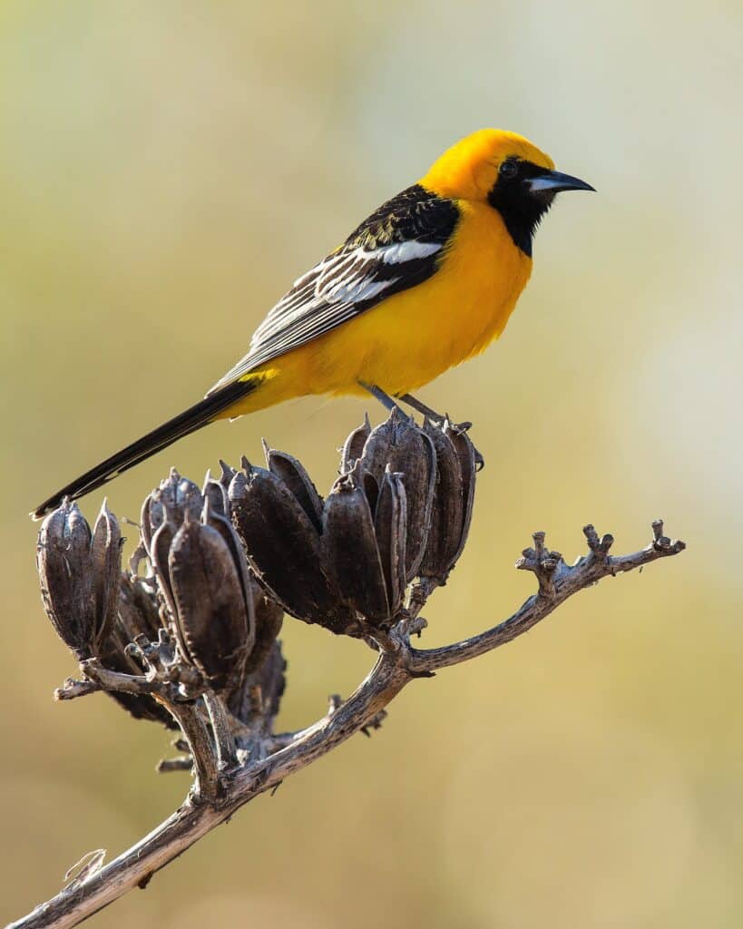 Hooded Oriole, photo by Frederick Mitchell