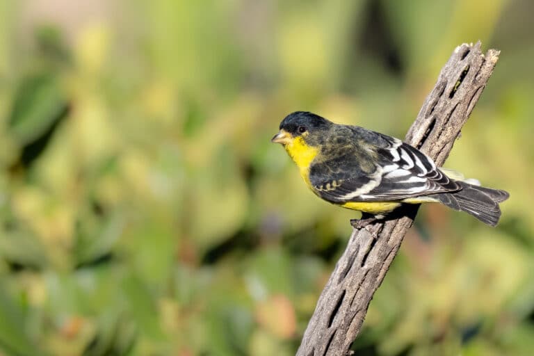 Lesser Goldfinch, photo by Mick Thompson