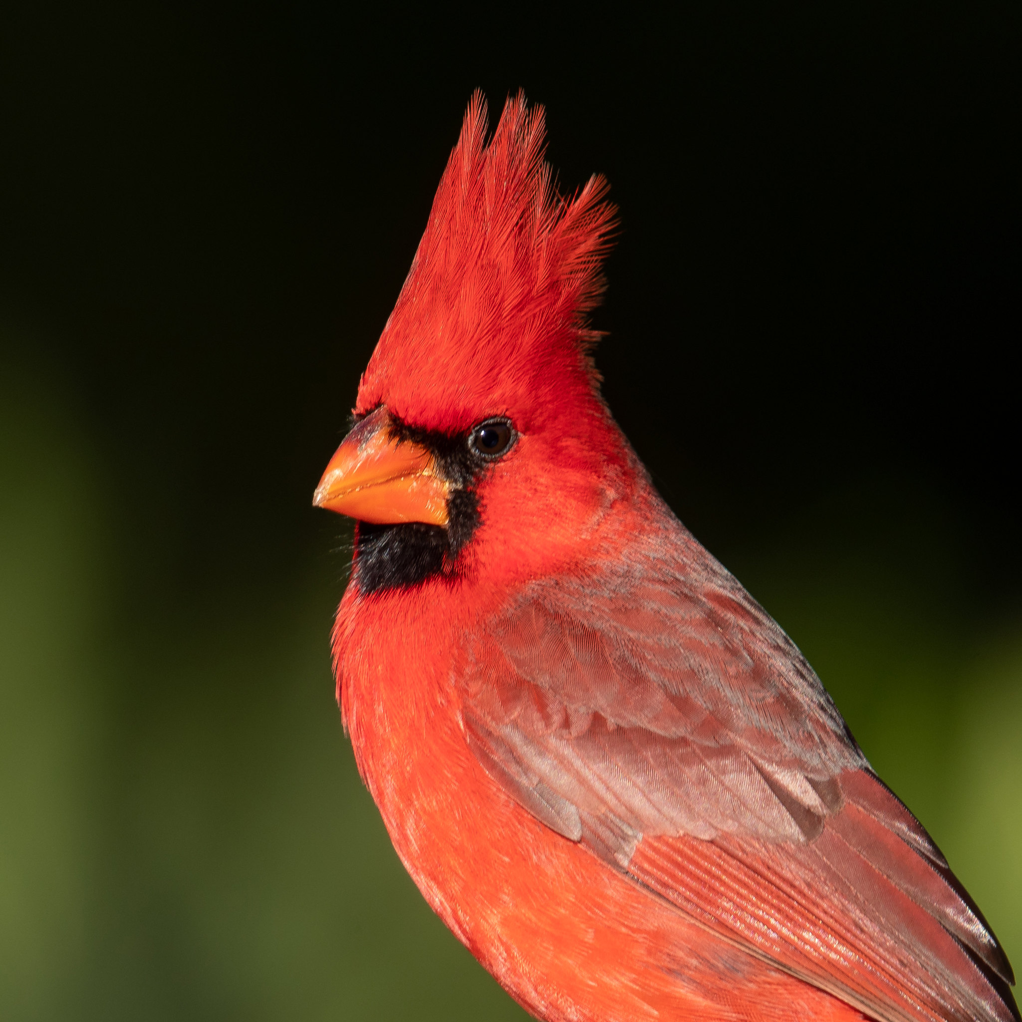 Indiana's State Bird, the Northern cardinal.