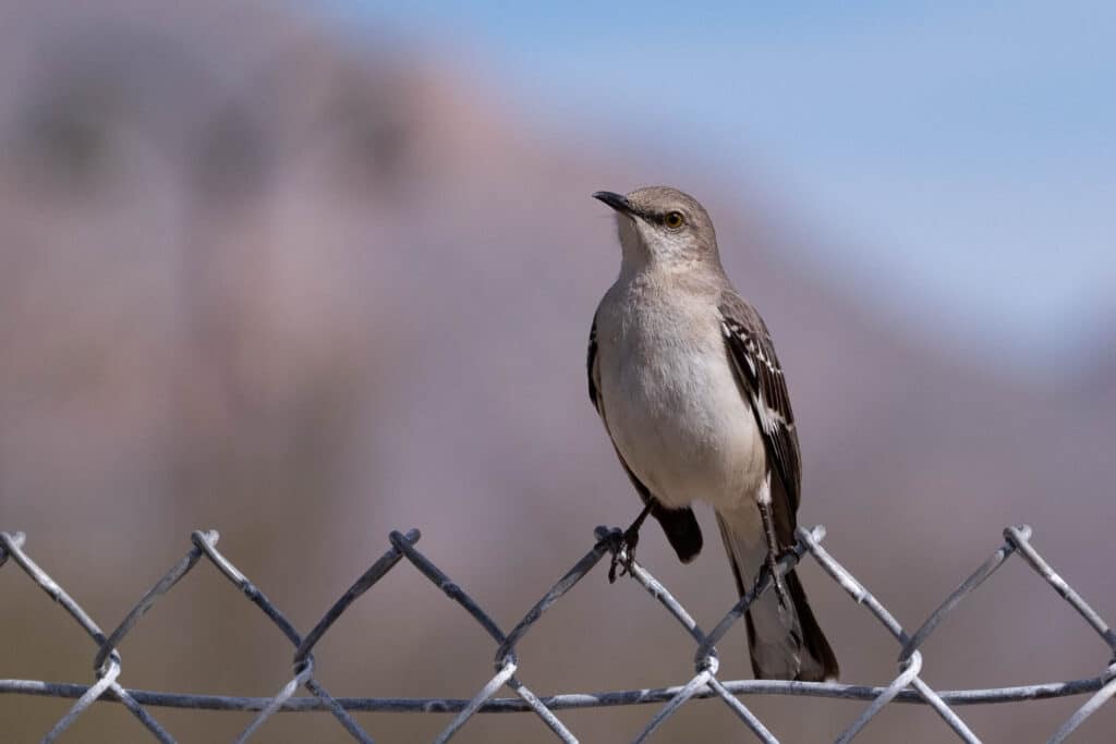 Northern Mockingbird, photo by Scott Olmstead