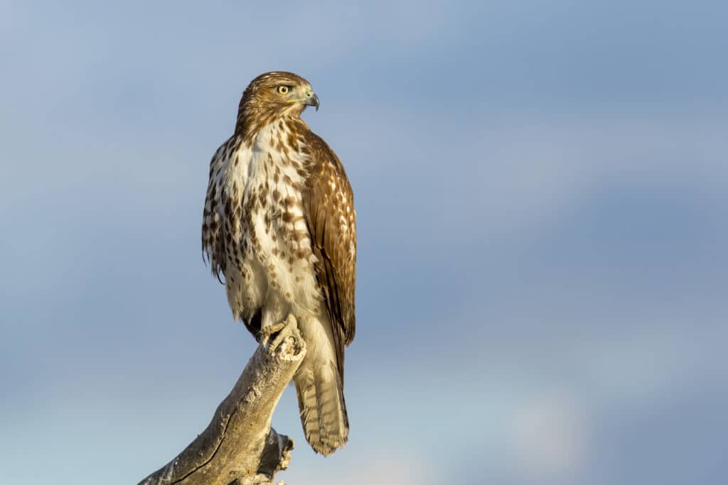 Red-tailed Hawk by Mick Thompson
