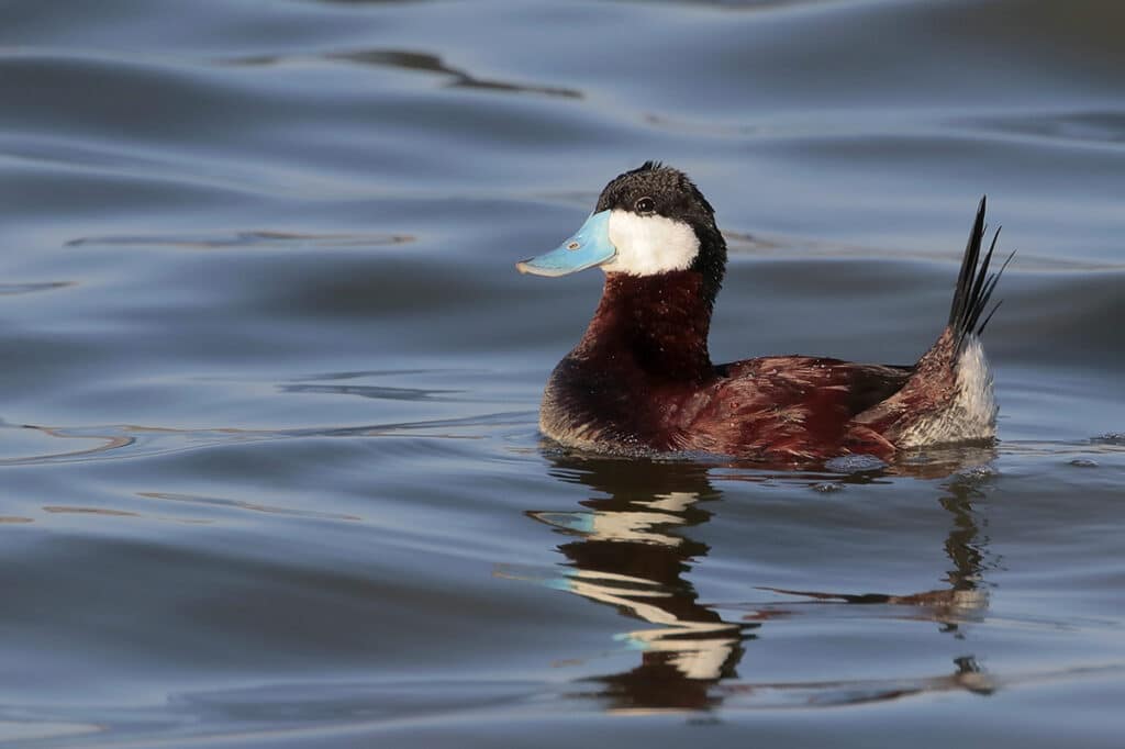 Ruddy Duck, photo by Greg Lavaty