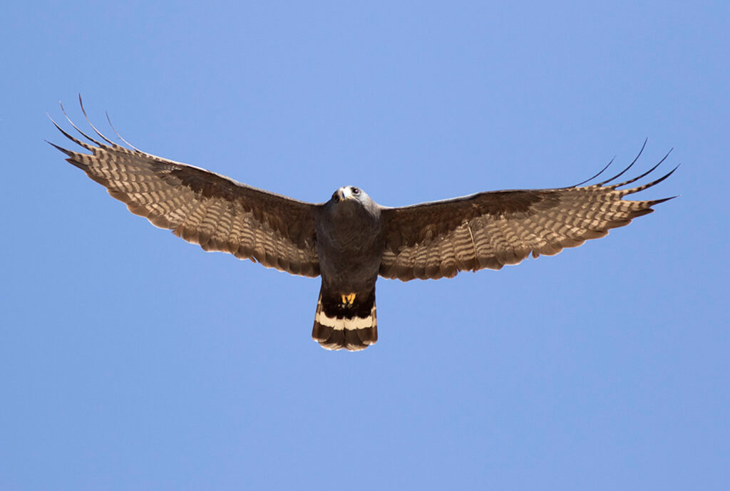 Zone-tailed Hawk, photo by Ned Harris