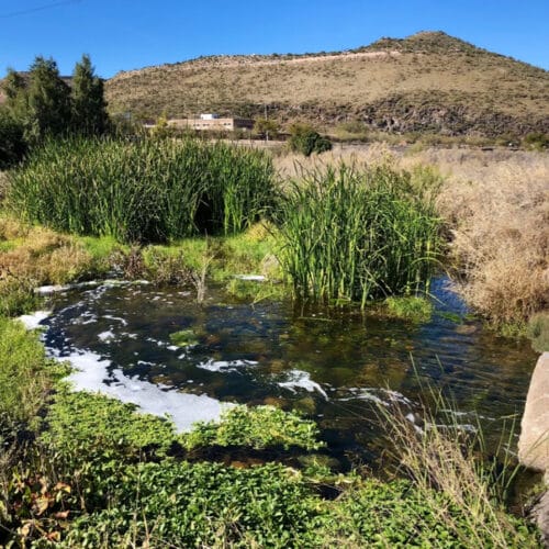 Santa Cruz River ⋆ Tucson Audubon