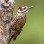 Arizona Woodpecker by Mick Thompson