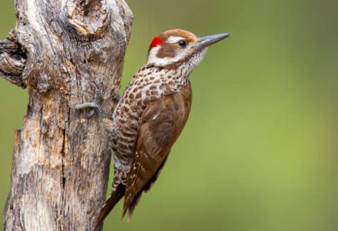 Arizona Woodpecker by Mick Thompson
