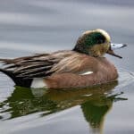 American Wigeon by Stephen Nelson