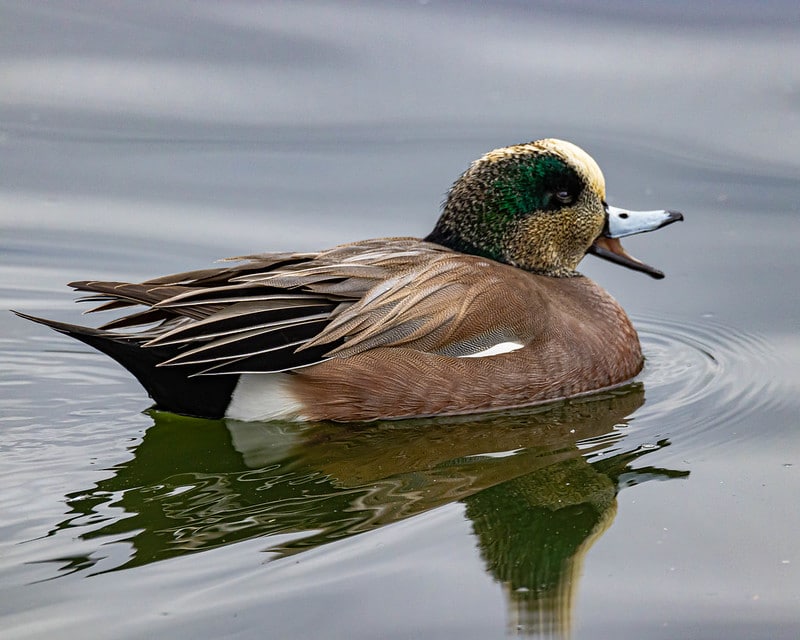 Bird Sit at Ft Lowell Park with Peggy Steffens ⋆ Tucson Audubon