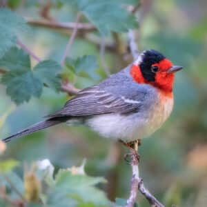 Red-Faced Warbler by Shawn Cooper