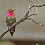 Anna's Hummingbird by Bryan J. Smith