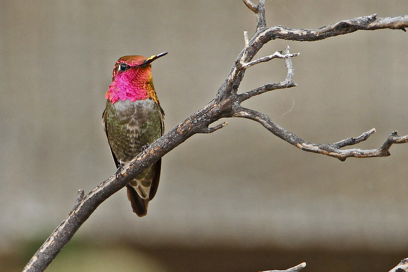 Anna's Hummingbird by Bryan J. Smith