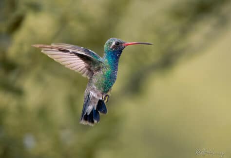 Broad-billed Hummingbird by Rhett Herring
