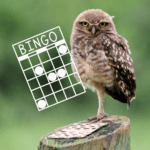 Birds N Bingo