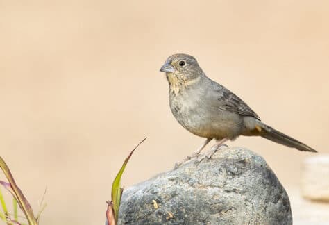 Canyon Towhee by Mick Thompson