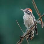 Ladder-backed Woodpecker by Shawn Cooper