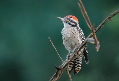 Ladder-backed Woodpecker by Shawn Cooper