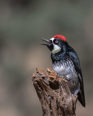 Acorn Woodpecker by Dan Weisz