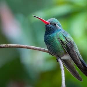 Broad-billed Hummingbird by Shawn Cooper