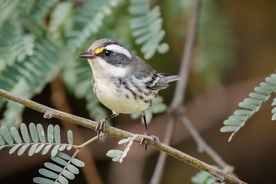 Black-throated Grey Warbler by Shawn Cooper