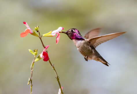 Costa's Hummingbird by Mick Thompson