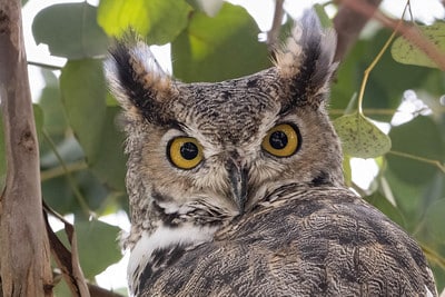 Great Horned Owl by Scott Olmstead