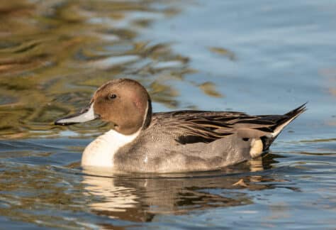 Northern Pintail by Dan Weisz