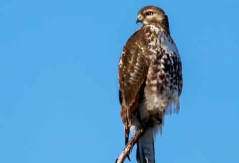 Red-tailed Hawk by Rhett Herring