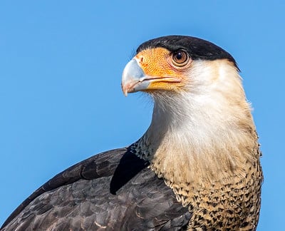 Crested Caracara by Michele Weisz