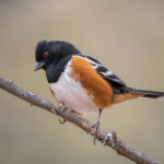 Spotted Towhee by Shawn Cooper