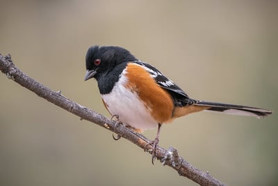 Spotted Towhee by Shawn Cooper
