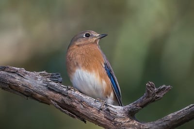 Eastern Bluebird by Shawn Cooper