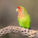 Rosy-faced Lovebird by Dave (gilamonster8)