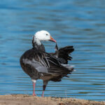 Snow Goose by Dan Weisz