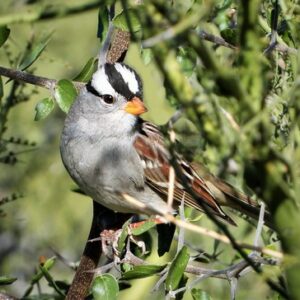 White-crowned Sparrow by Martin Molina