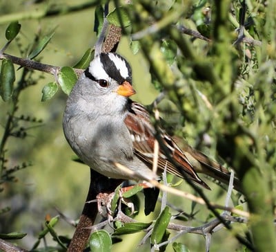 White-crowned Sparrow by Martin Molina