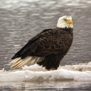 Digiscoped Bald Eagle by Bill Graham