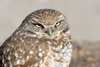 Burrowing Owl by Mick Thompson