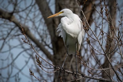 Great Egret by Shawn Cooper