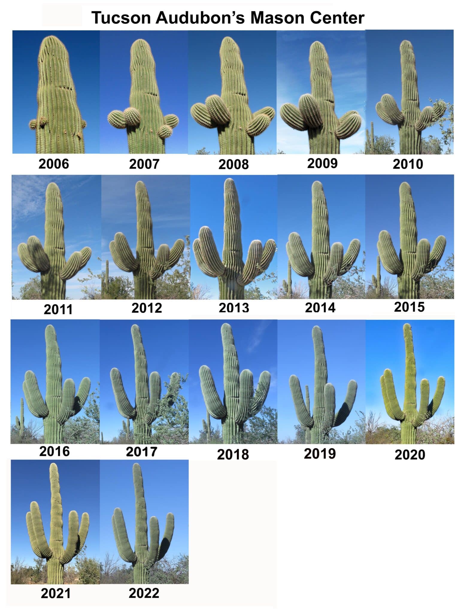 Saguaro Stories ⋆ Tucson Audubon