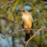 Say's Phoebe by Shawn Cooper