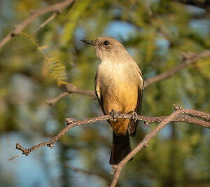 Say's Phoebe by Shawn Cooper